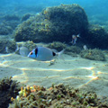 Buceo - profundidades de Elba